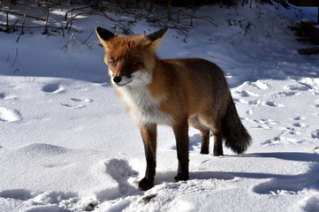 Obraz premium Lis w Tatrach