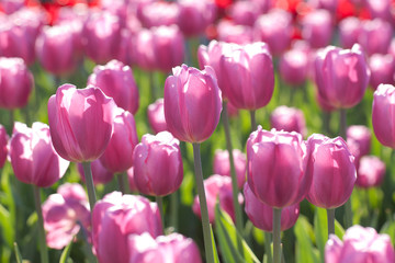 delicate lilac tulips bloom in the spring sunny field