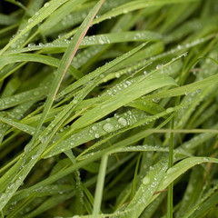 green grass with dew drops