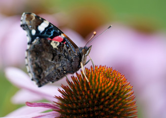 bright beautiful butterfly sits on an echinacea flower
