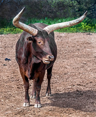 Watusi cattle. Latin name - Bos taurus watusi