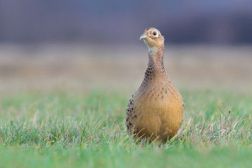 Walk the meadow in winter/Common Pheasant