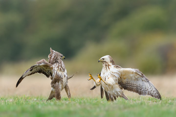 Fight in the meadow/Common Buzzard