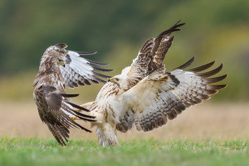 Fight in the meadow/Common Buzzard