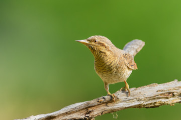 In the morning sun on the meadow/Eurasian Wryneck