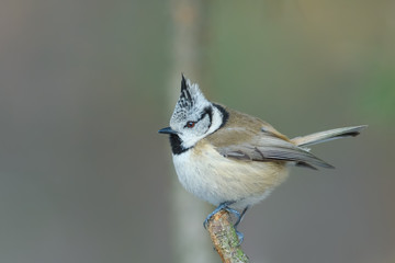 In the forest on a twig/Crested Tit