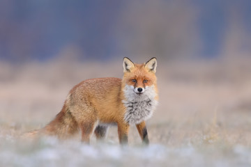 Fototapeta premium Hunting in a meadow/Red Fox