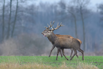 A walk through the field in winter/Red Deer