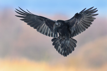 Flight over the meadow/Common Raven