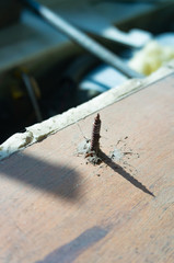 dangerous grunge metal nail or tack on dirty wood surface
