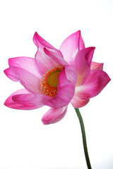 Fototapeta na wymiar beautiful lotus flower isolated on white background