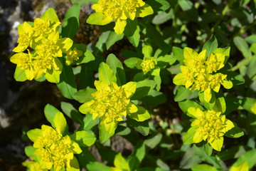 Cushion spurge
