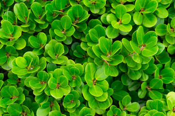 green leaves texture background