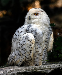 Snowy owl. Latin name - Bubo scandiacus	