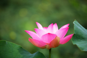 close up of pink lotus flower with green background.