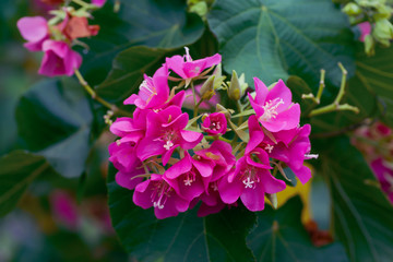 Beautiful flower in the garden