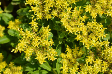 Obraz premium Yellow Stonecrop