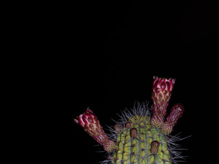 Organ Pipe Cactus