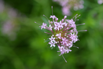 Caucasian crosswort