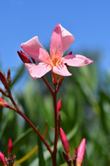 Common oleander