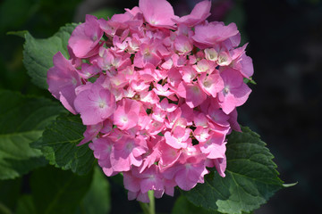 French hydrangea