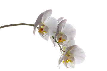 Three white orchid flowers Phalaenopsis on white background