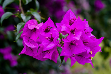 Fototapeta na wymiar Bougenville or beautiful purple paper flowers (bunga kertas) in garden