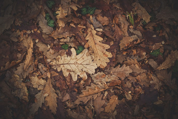 Autumn leaves