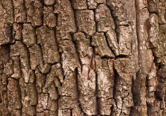 Bark of tree