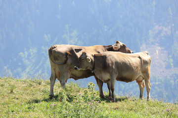 Mucche sulle Dolomiti