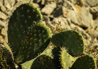 Cactus