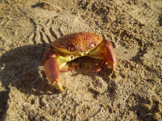  orange sea crab on the beach