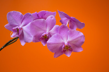 Blooming Orchid on a orange background in drops of dew, close-up