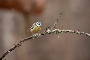 Blue Tit, Cyanistes caeruleus