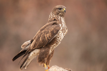 Buzzards, Buteo buteo fighting