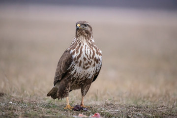 Buzzards, Buteo buteo fighting