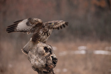 Buzzards, Buteo buteo fighting