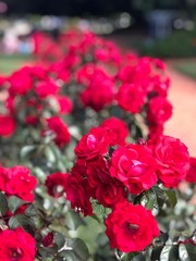 Red Roses