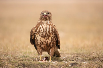 Buzzards, Buteo buteo fighting