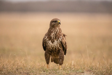 Buzzards, Buteo buteo fighting