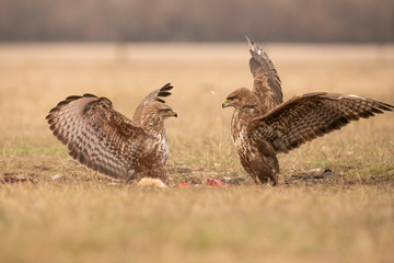 Buzzards, Buteo buteo fighting