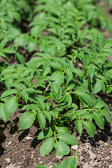 Champ de pommes de terre