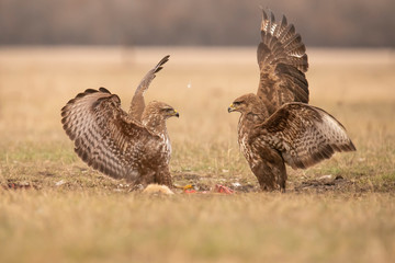 Buzzards, Buteo buteo fighting