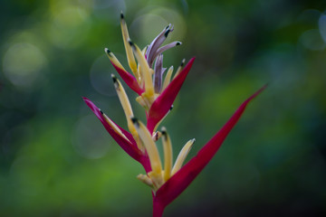 Heliconia flower in nature garden