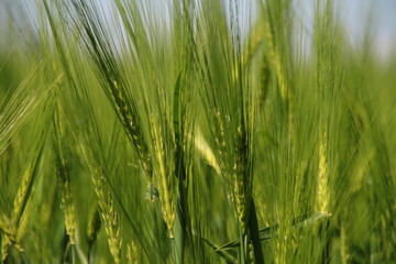 feld, green, weizen, gras, ackerbau, natur, pflanze, bauernhof, sommer, ernte, getreide, barley, frühling, landschaft, getreide, essen, corn, ernte, wiese, himmel, wachstum, saat, ohr, land, wachsen