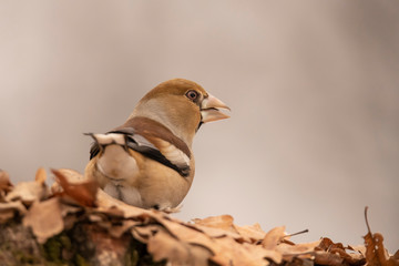 Hawfinch, Coccothraustes coccothraustes