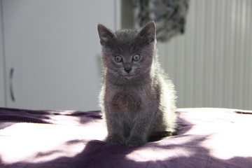 Balu