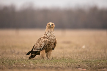 Imperial Eagle,  Aquila heliaca