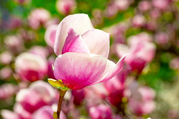 Obraz na płótnie Canvas pink magnolia flower