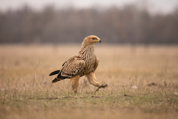 Imperial Eagle,  Aquila heliaca